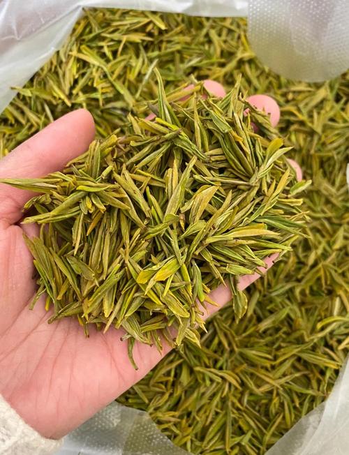 黄金芽,黄金芽产地