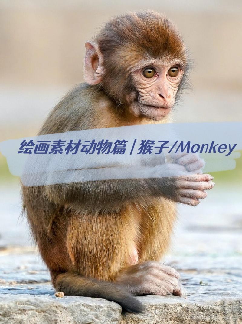 monkey,monkey猴子
